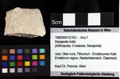 Foto (Objket + Etiketten) von Decapoda indet. 